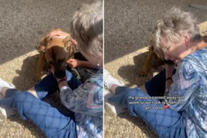 Heartwarming Moment Grieving Grandma Adopts Rescue Dog After Losing Husband